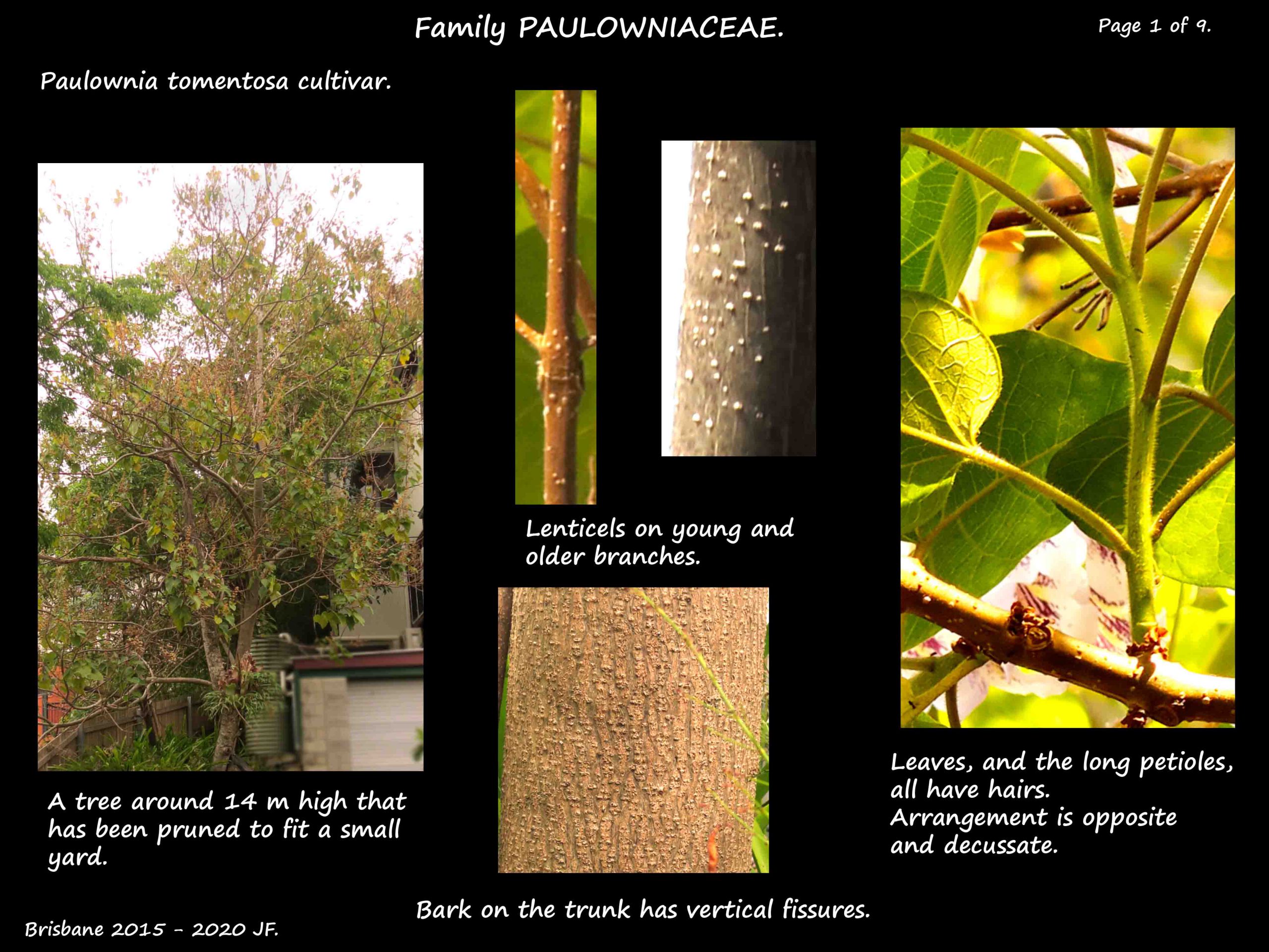 1 Paulownia tomentosa tree & bark